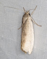 Xylorycta haplochroa