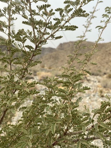 iNaturalist observation photo of Catclaw Acacia