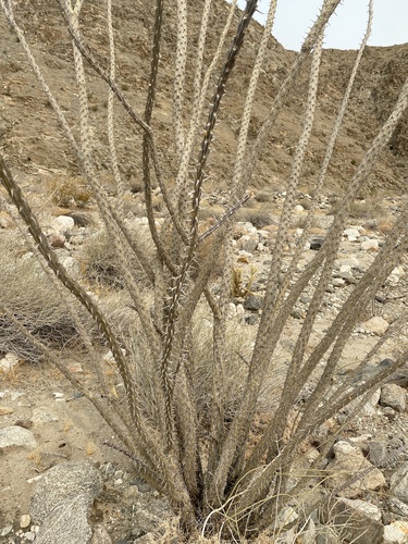 iNaturalist observation photo of ocotillo