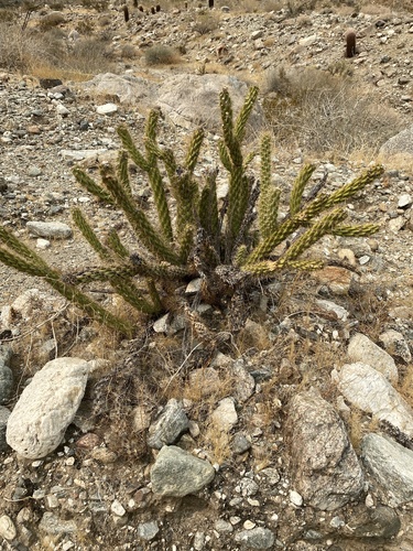 iNaturalist observation photo of chollas