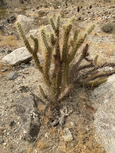 iNaturalist observation photo of Gander's cholla