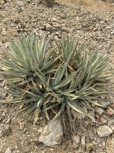 iNaturalist observation photo of desert agave