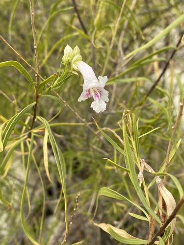 iNaturalist observation photo of desert willow