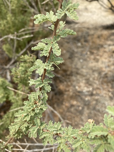 iNaturalist observation photo of Catclaw Acacia
