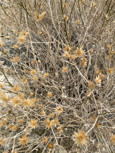 iNaturalist observation photo of Sweetbush