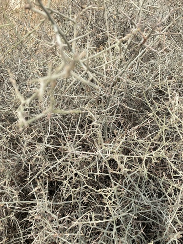 iNaturalist observation photo of White Rhatany