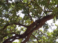 Pitangus sulphuratus