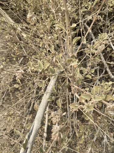 iNaturalist observation photo of desert lavender