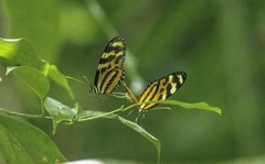 Mechanitis lysimnia utemaia