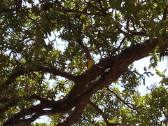 Pitangus sulphuratus