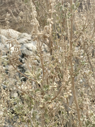 iNaturalist observation photo of desert lavender