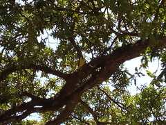 Pitangus sulphuratus