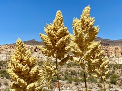 Nolina bigelovii
