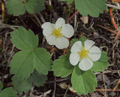 Fragaria virginiana platypetala