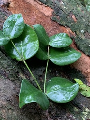 Memecylon bachmannii