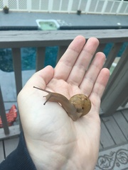 Zachrysia provisoria