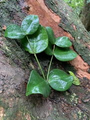 Memecylon bachmannii