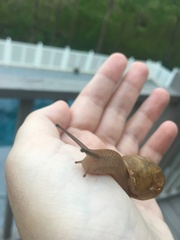 Zachrysia provisoria