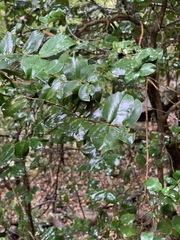 Memecylon bachmannii