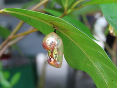 Euploea tulliolus koxinga