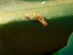 Pseudobiceros kryptos