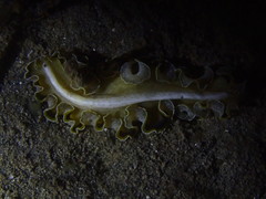 Pseudobiceros flowersi