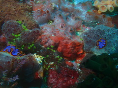 Pseudoceros ferrugineus