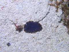 Pseudobiceros splendidus