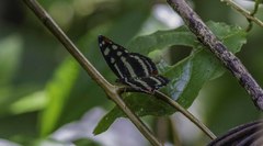 Catonephele mexicana