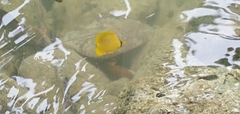 Chaetodon