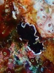 Pseudoceros prudhoei