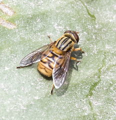 Parhelophilus divisus