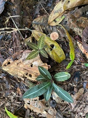 Echites rubrovenosus