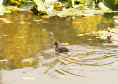 Gallinula tenebrosa