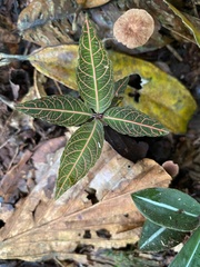 Echites rubrovenosus