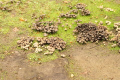 Psathyrellaceae