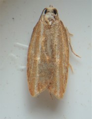 Acleris variana