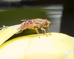 Parhelophilus divisus