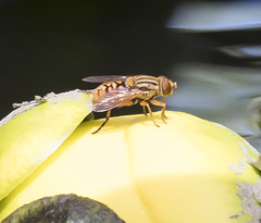 Parhelophilus divisus