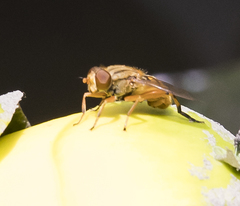 Parhelophilus divisus