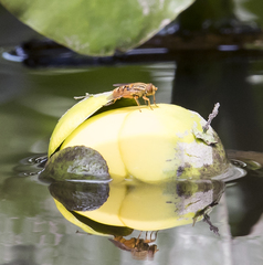 Parhelophilus divisus