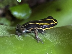 Ranitomeya variabilis