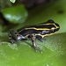 Zimmermann's Poison Frog - Photo (c) zacpfeifer, some rights reserved (CC BY-NC)