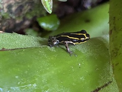 Ranitomeya variabilis