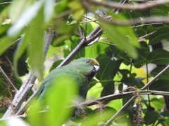 Cyanoramphus malherbi