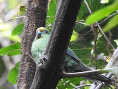 Cyanoramphus malherbi