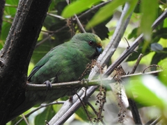 Cyanoramphus malherbi