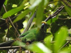 Cyanoramphus malherbi