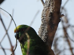Cyanoramphus malherbi