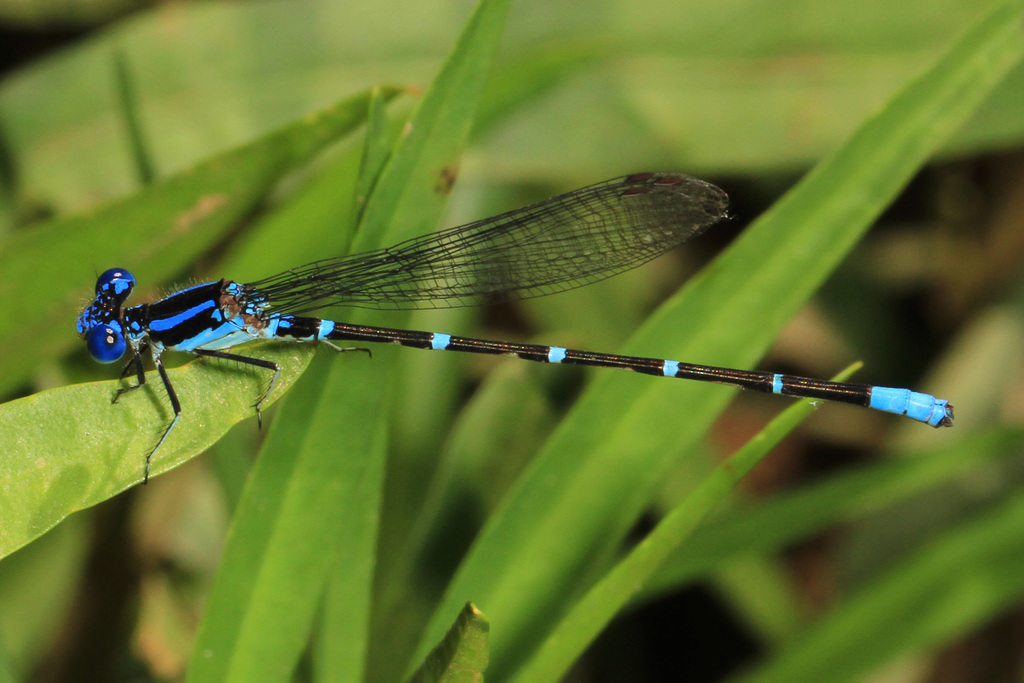 Blue-ringed Dancer